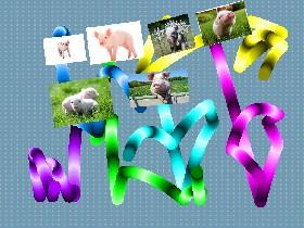 pig color 1🐷🐷 - copy