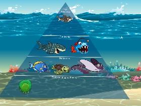 Ecological Pyramid 1