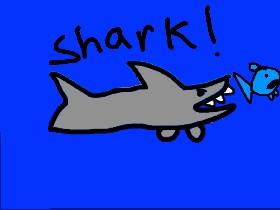 SHARK 1