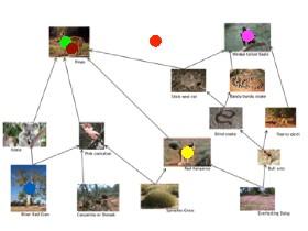Interactive Food Web