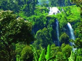 richmond birdwing butterfy!