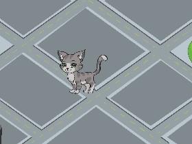 cat play i love cat