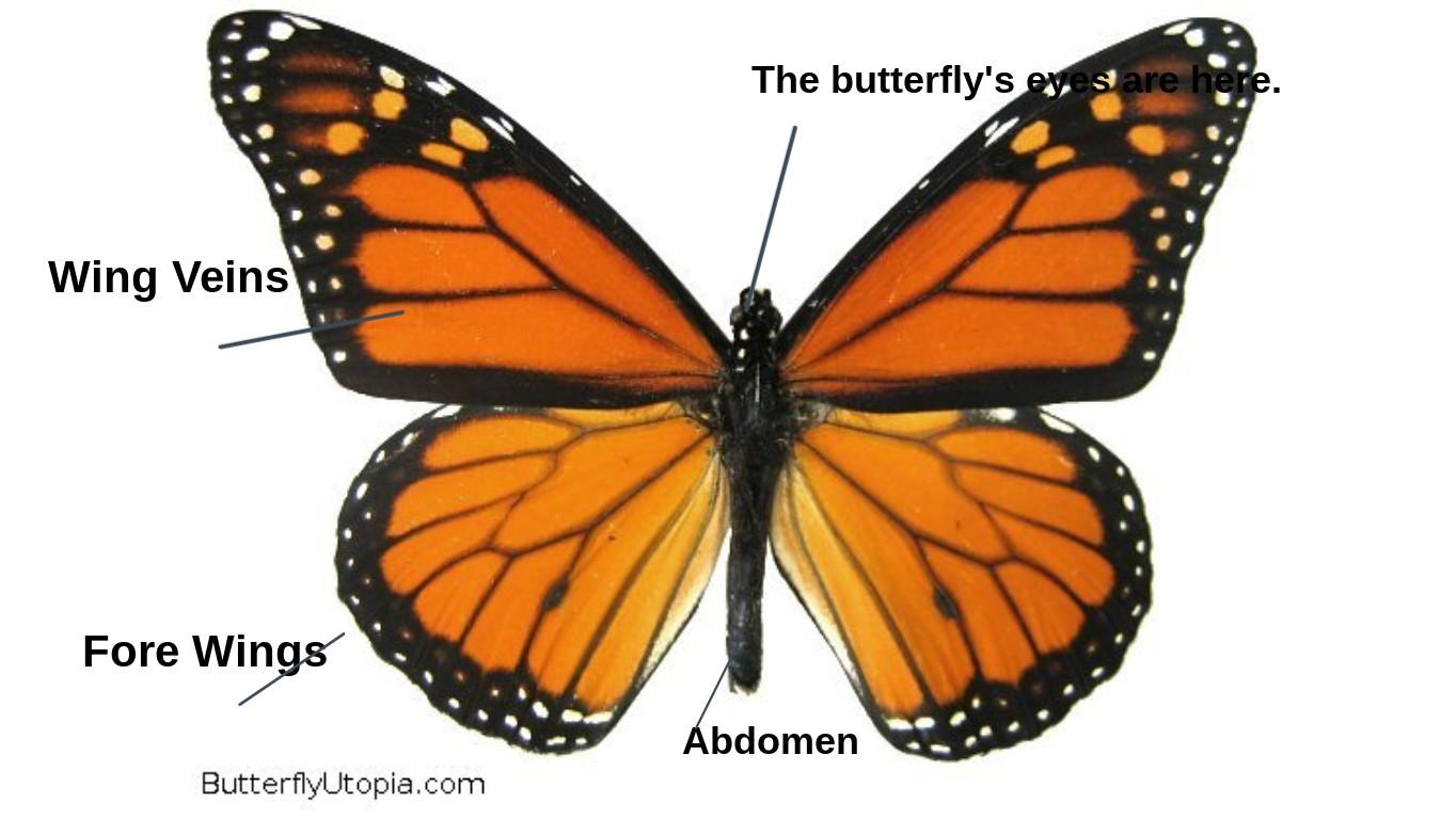 Parts of a Butterfly