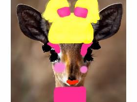 animal look at me