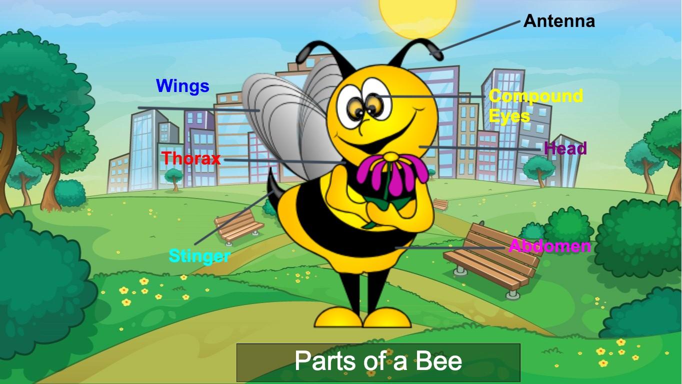 Parts of a Bee - TEMPLATE
