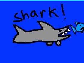 Shark! 1 1