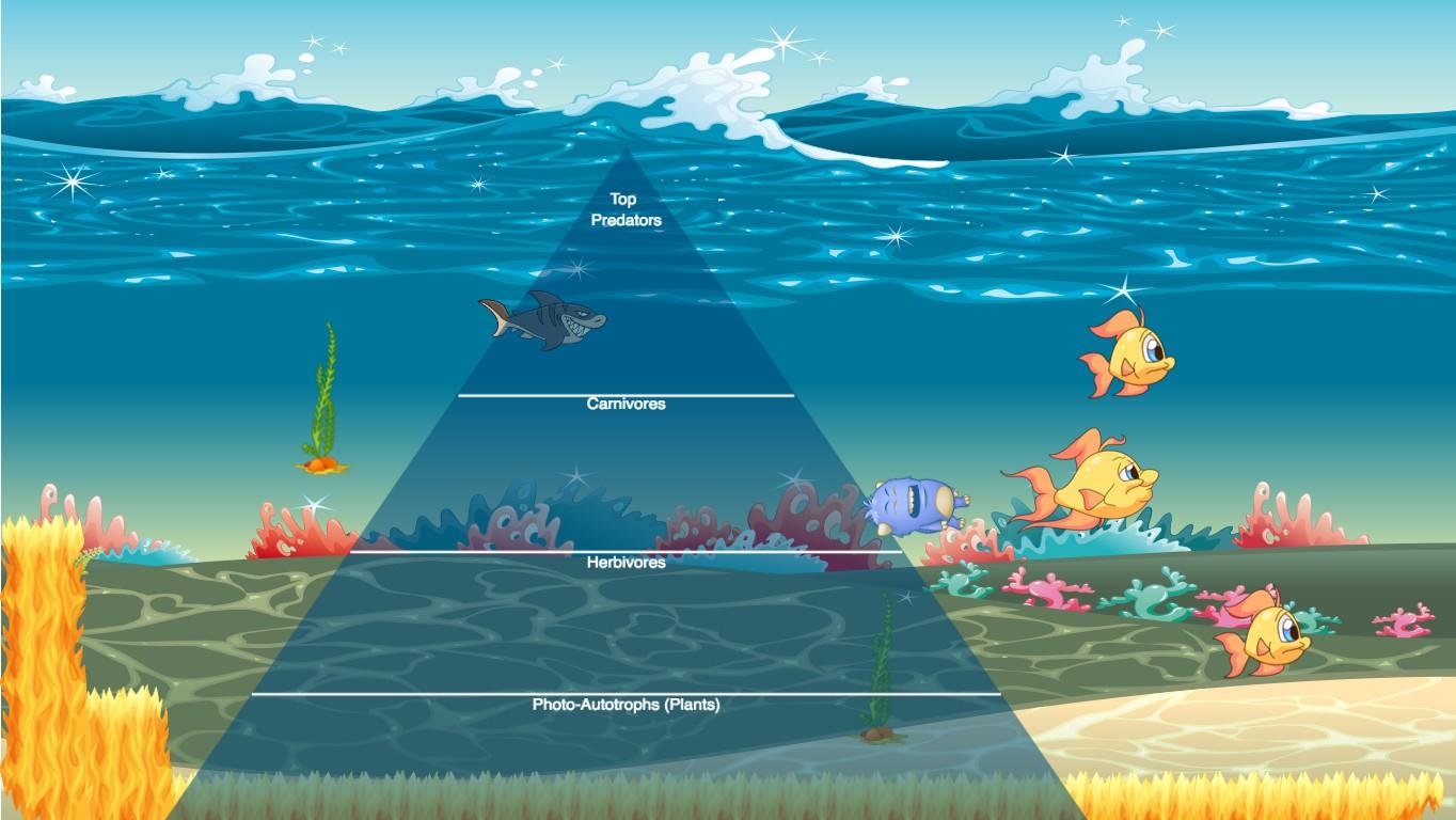 Ocean Ecological Pyramid