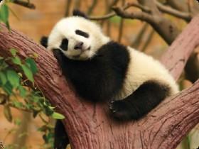 make it rain pandas