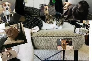 my animals rock yea