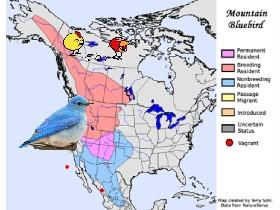 moutain bluebird migration