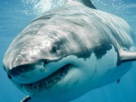 shark clicker
