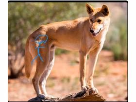 walking on a dingo!