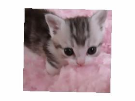 alone wants a cat