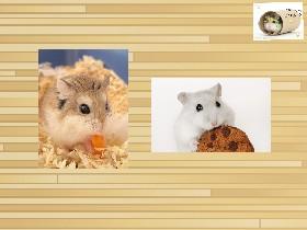 mad hamster