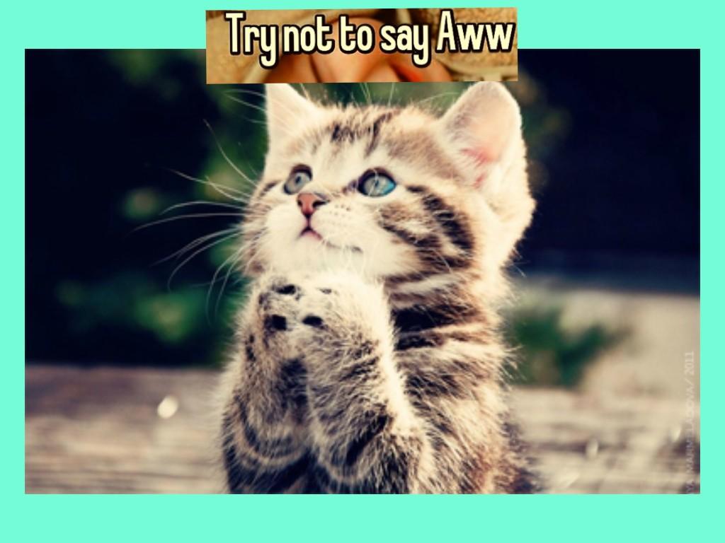 try not to say “aww”2