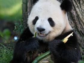 panda draw 1 1