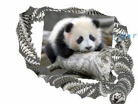 Panda spin draw 1