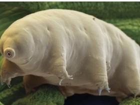Water Bear