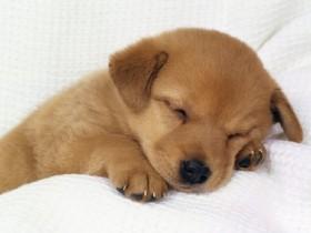 cutte puppy
