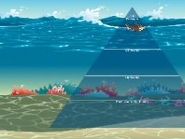 Ecological Pyramid 1