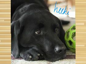 Dog talk!!