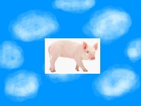 FLY WITH A PIG