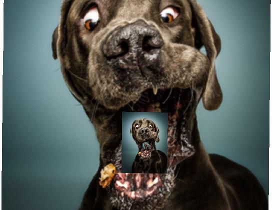 funny dog