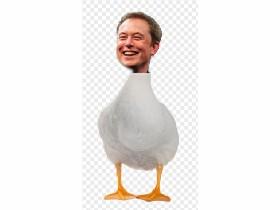 baby elon duck