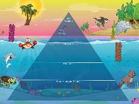 Ecological Pyramid