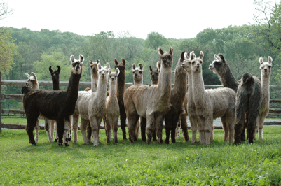 llama math by:milkshake 1 1