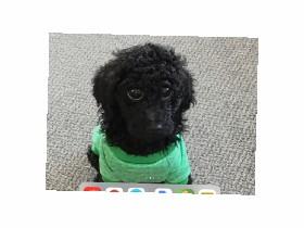 My dog