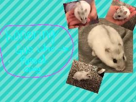 Gus hamster