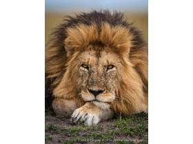 lazy lion