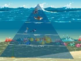Ecological Pyramid 1