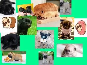 raining pugs 1