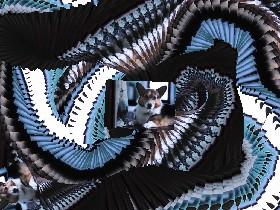 corgi spin draw.