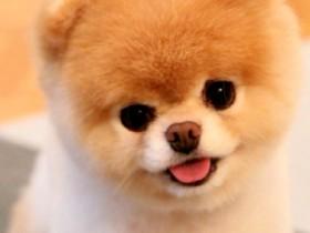 boo the puppy