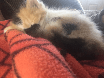 ❤️❤️KITTEN❤️❤️