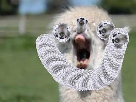 llama spin draw 2