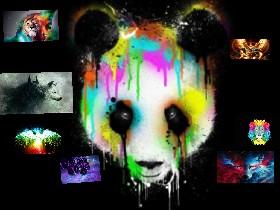 panda best
