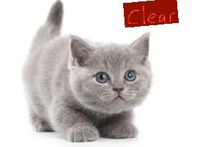 Dress Up Kitty!