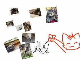 My cat and emma’s dog!