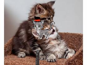 kitten show