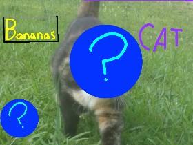 MY KiTTy CAT