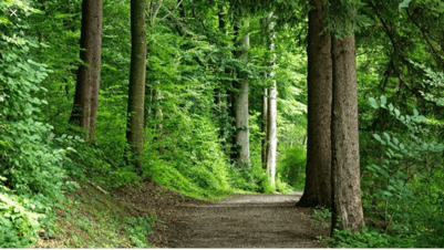 Forest Survival 1
