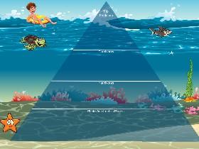 Ecological Pyramid 1