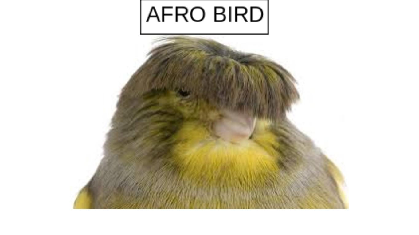 AFRO BIRD STARTS CHIRPING
