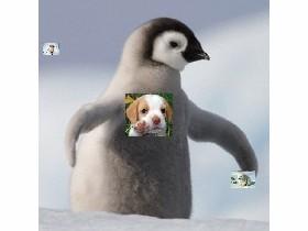 Image Clicker