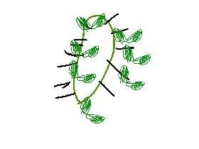 Week 4: Create a Cactus 1