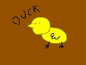 duck